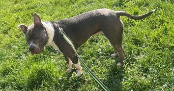 marina pet sitter à NEUILLY SUR MARNE 93330_7