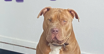 stephanie pet sitter à CHAMBLY 60230_1