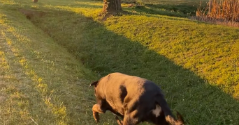 margaux pet sitter à BERGERAC 24100_1