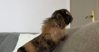 lucie pet sitter à ABSCON 59215_4