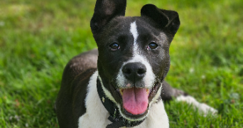 marlene pet sitter à AUNEAU BLEURY ST SYMPHORIEN 28700_30