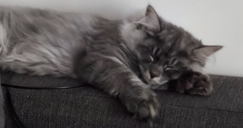 angélique pet sitter à HOENHEIM 67800_6