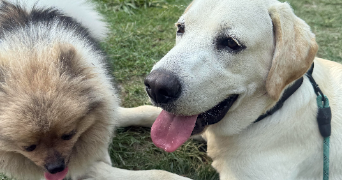 aurore pet sitter à LA GRANDE MOTTE 34280_3