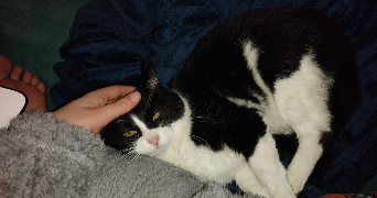 clara pet sitter à ST PAUL LA COSTE 30480_0