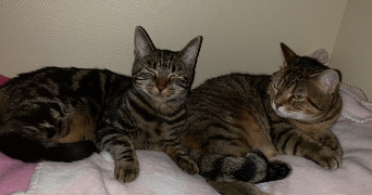 amelle pet sitter à BAGNEUX 92220_0