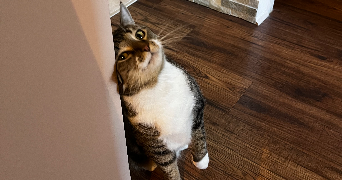 lisa cat sitter à NICE 06000_4