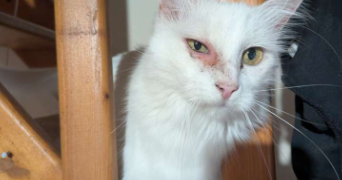 alexis pet sitter à LIFFRE 35340_7