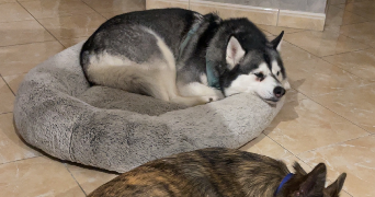 sabrina pet sitter à RIVES D ANDAINE 61410_8