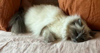 tiphaine pet sitter à GARCHES 92380_0