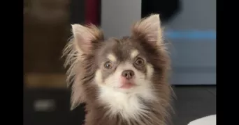 melissa pet sitter à PLAN DE CUQUES 13380