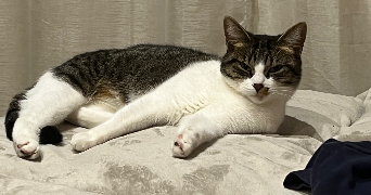 alvina pet sitter à ROEULX 59172_0