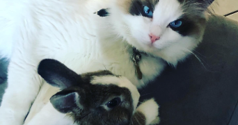 audrey pet sitter à LETRICOURT 54610_2