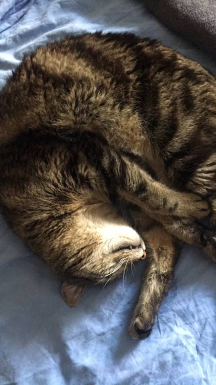 Marion pet sitter à Mérignac 33700_4