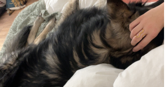 alisée pet sitter à PLOMBIERES LES DIJON 21370_1