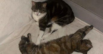 emma pet sitter à ERAGNY 95610_6