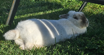 lena pet sitter à PORNIC 44210_4