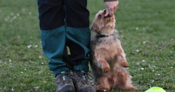 marielle dog sitter à WITTENHEIM 68270_3