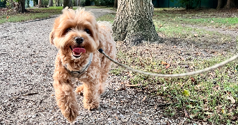 louis pet sitter à PARIS 15 75015_2