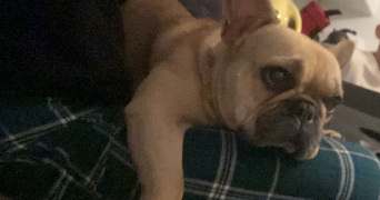 mélanie  pet sitter à HUTTENHEIM 67230_3
