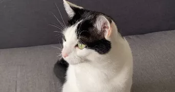 salma pet sitter à VILLEJUIF 94800