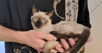 axelle cat sitter à TOULOUSE 31200_2
