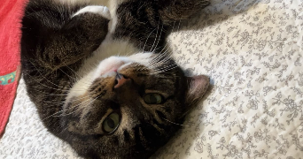 margaux pet sitter à MONT ST AIGNAN 76130_2