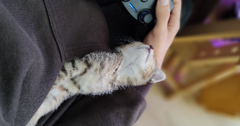 corentin pet sitter à THOUARE SUR LOIRE 44470_1