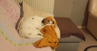 marie-anne pet sitter à VALLET 44330_1