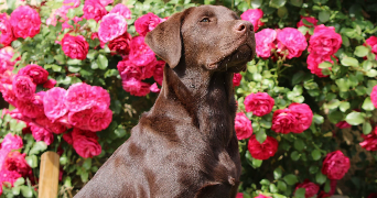 solene pet sitter à ORGON 13660_9