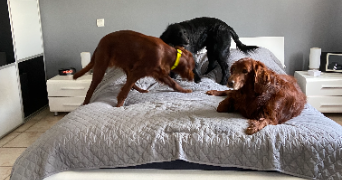 roger dog sitter à MURET 31600_3