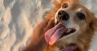 ethan dog sitter à AIX EN PROVENCE 13090_2