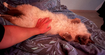 léa pet sitter à LE BLANC MESNIL 93150_4