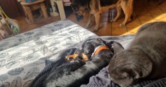 noelia pet sitter à GEMOZAC 17260_9