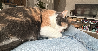 manon pet sitter à HAZEBROUCK 59190_4