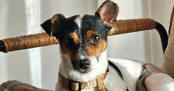 marie pet sitter à LIFFRE 35340_1