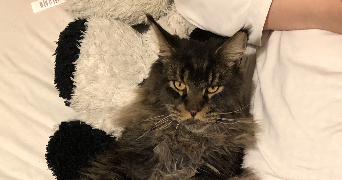 célia pet sitter à AMIENS 80090_1