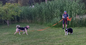 Hugues pet sitter à L ISLE ADAM 95290_5