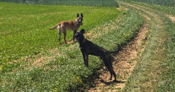 enola dog sitter à LES ANDELYS 27700_4