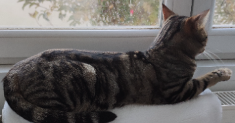 stéphanie pet sitter à VILLIERS SUR MARNE 94350_3