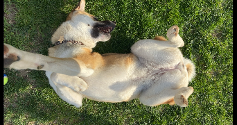 evan pet sitter à MARSEILLE 05 13005_1