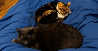 kassandre pet sitter à ORLEANS 45000_3