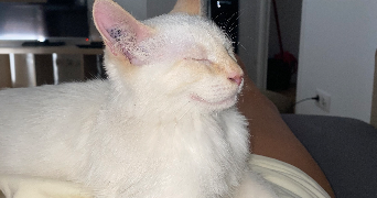 carla pet sitter à PERSAN 95340_3