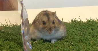 camille pet sitter à AIZENAY 85190_3