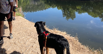 léane pet sitter à MONTPELLIER 34000_1