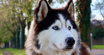 lisa pet sitter à LYON 07 69007_2