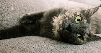 stefany pet sitter à EPAGNY METZ TESSY 74370_0