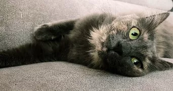 stefany pet sitter à EPAGNY METZ TESSY 74370