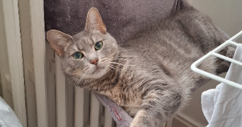 maëva pet sitter à Domont 95330_10