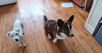 dimitri dog sitter à ST LO 50000