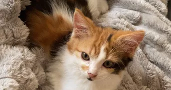 coline pet sitter à ST FRONT 16460